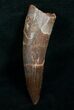 Inch Spinosaurus Tooth - Awesome Enamel #4842-1